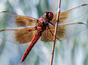 Funkcje owadzich skrzydeł sprzed 310 milionów lat