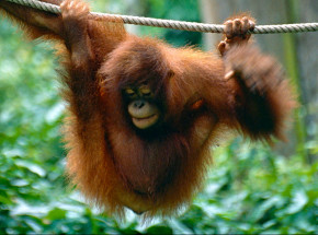 Chile: zoo szczepi zwierzęta przeciwko koronawirusowi SARS-CoV-2