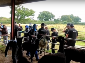 Anglia: poddano eutanazji alpakę, w której obronie stanęło ponad 140 tys. osób