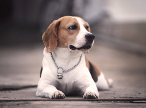 USA: 4 tys. psów przeznaczonych do badań medycznych trafi do schronisk