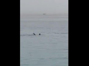 Egipt: rekin zabił mężczyznę w Hurghadzie [WIDEO]