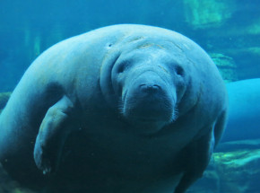 Floryda: rekordowa liczba zgonów wśród manatów