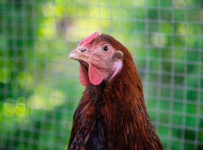 Mazowsze: pierwsze od 3 miesięcy ognisko HPAI w powiecie żuromińskim