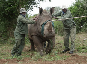 Przetransportowano samolotem 30 nosorożców białych z RPA do Rwandy