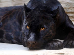 Włochy: zakazano aktywności fizycznej na świeżym powietrzu z powodu obecności czarnej pantery