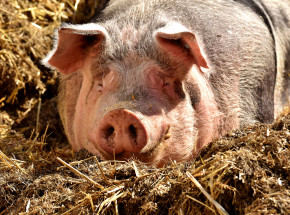 Anglia: z powodu niewystarczającej liczby rzeźników spalono 6 tys. świńskich tusz
