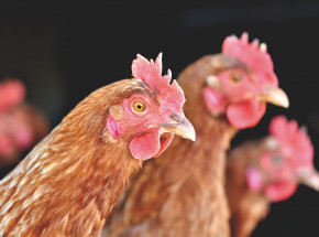 Ptasia grypa w Polsce: ponad 400 tysięcy kur zostanie zagazowanych