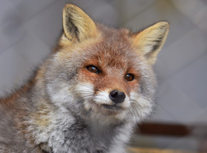 Rosja: zarejestrowano szczepionkę przeciwko COVID-19 dla zwierząt mięsożernych