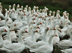 FAO wydało ostrzeżenie dla Afryki w związku z ptasią grypą