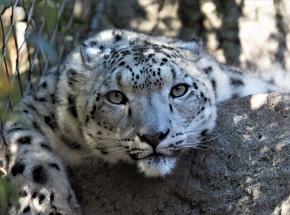 Dallas: pantera uciekła ze swojego wybiegu