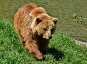 Rumunia: obawy aktywistów w związku ze spisem populacji niedźwiedzi brunatnych