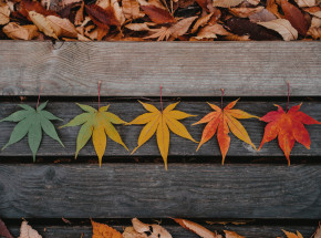 Sezonowe zmiany w mózgu