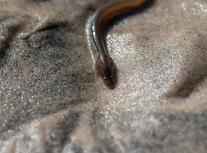 Amsterdam: przechwycono na lotnisku 300 tys. młodych węgorzy