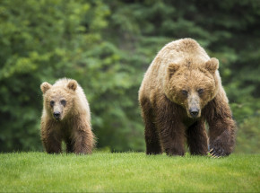 Alaska: mężczyznę zaatakował niedźwiedź grizzly