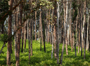 Malawi: odkryto ciała 29 migrantów w lesie