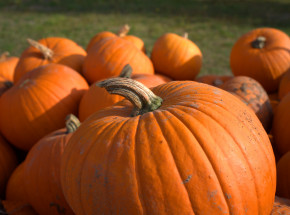 Eurostat: Polska była największym producentem dyń i tykw w UE w 2020 roku