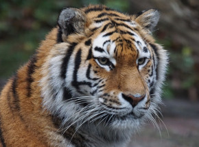 Indonezja: tygrysy sumatrzańskie chore na COVID-19 wracają do zdrowia