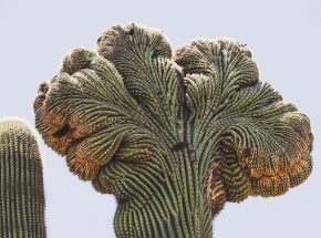 Dlaczego kaktusy potrafią przyjmować kształt mózgu?