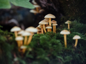 Detroit zdekryminalizowało zażywanie psychodelików grzybopochodnych