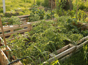 Naukowcy nagrali dźwięki wydawane przez rośliny