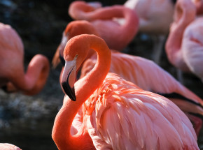 Waszyngton: lis zabił 25 flamingów w ogrodzie zoologicznym