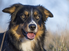 USA: pies dziedziczy 5 milionów dolarów