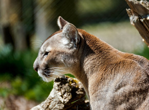 Puma na wolności w zachodniopomorskim: Alarm w gminie Polanów