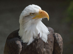 USA: rekordowa liczba przypadków grypy ptaków wśród dzikiego ptactwa