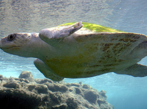 Meksyk: setki martwych żółwi morskich