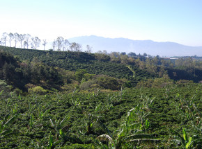 Miazga kawowa przyspiesza regenerację lasów tropikalnych