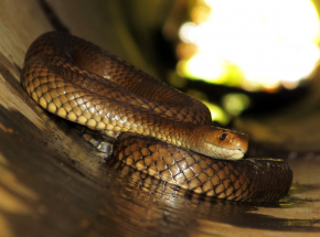 Australia: kot uratował dzieci przed jadowitym wężem, sam zginął od ukąszenia