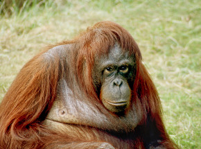 Miami: orangutan padł po operacji stomatologicznej 