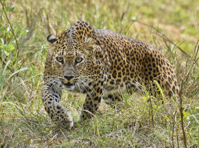 Indie: kobieta zabita przez lamparta