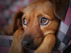 Łódzkie: powstało okno życia dla kociąt i szczeniąt