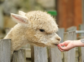 Fenomen alpakoterapii