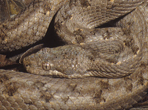 Ekwador: odkryto nowy gatunek węża 