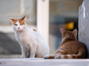 USA: w domu postrzelonego mężczyzny znaleziono ponad 70 kotów