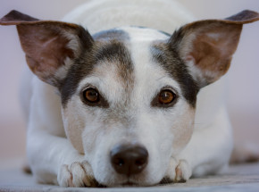 Psy potrafią rozpoznać kłamstwo