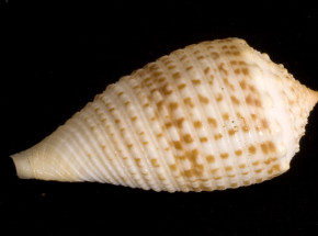 Czy jad ślimaka morskiego może zastąpić morfinę?