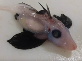 Nowa Zelandia: naukowcy odkryli rzadki gatunek rekina-widmo