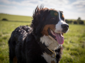 USA: zakaz importu psów ze 113 państw