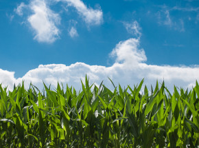 Wielkopolska: szybowiec spadł na pole kukurydzy