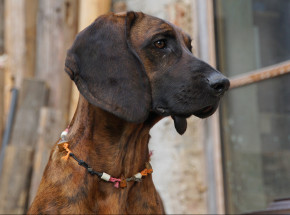 Australia: mężczyzna zginął wskutek ataku psa