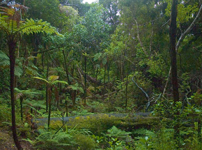 Etiopia zasadzi 6 miliardów sadzonek drzew