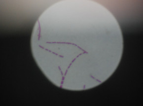 RIA Novosti: "Komponenty do broni biologicznej były opracowywane na Ukrainie"