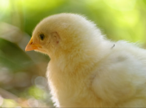 Francja: zakaz zabijania 1-dniowych piskląt od 2022 roku