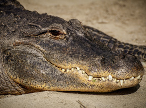 Luizjana: aligator zaatakował mężczyznę w wodach powodziowych