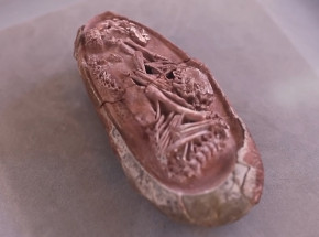 Znaleziono doskonale zachowany embrion dinozaura sprzed 66 milionów lat