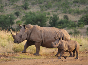 RPA: polowanie na nosorożce wzrosło o 50%