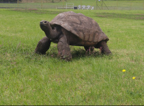 190-letni żółw Jonathan najstarszym zwierzęciem lądowym na świecie